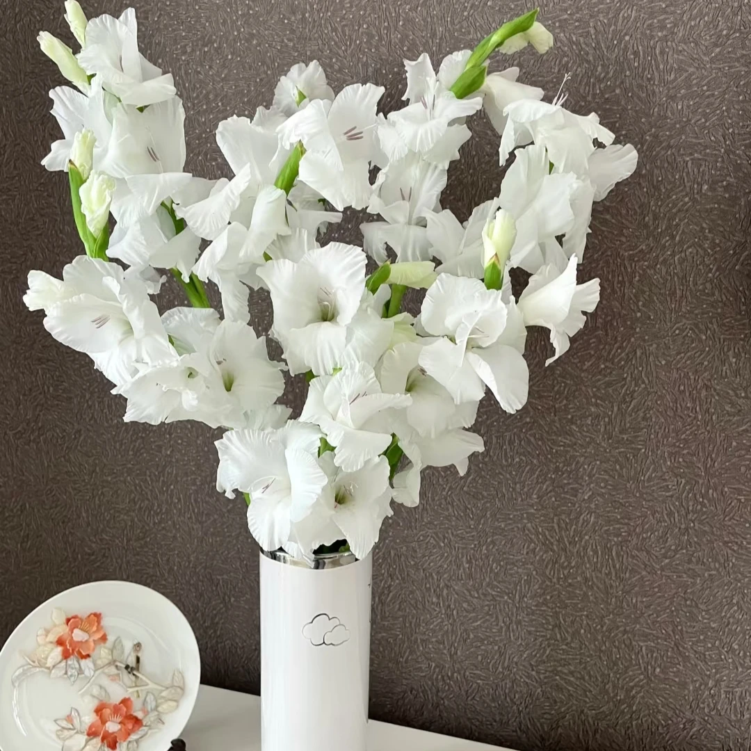 【白剑兰】东北鲜花 辽宁朝阳凌源地产小白色剑兰鲜切花 水养