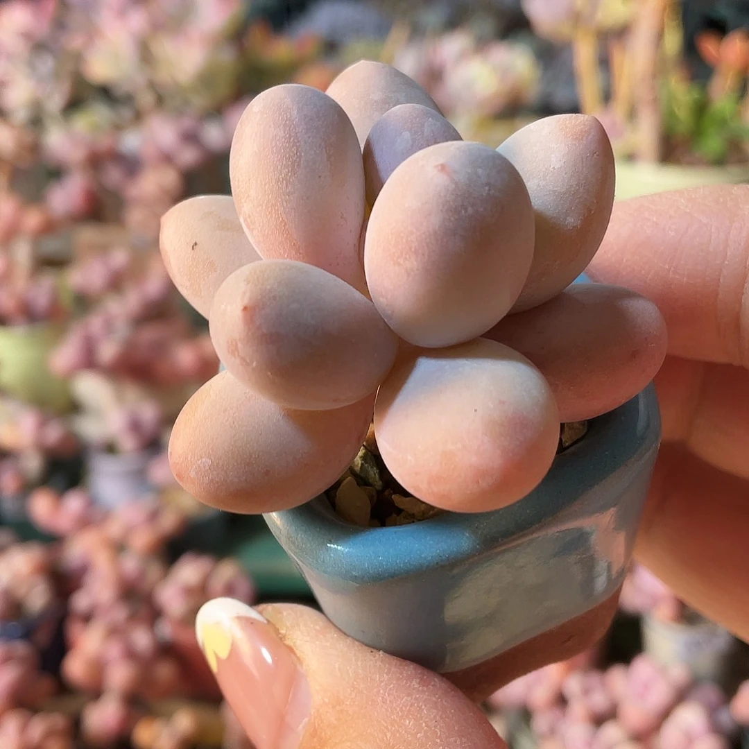 嗯**ღ多肉植物的生长发育与生长发育