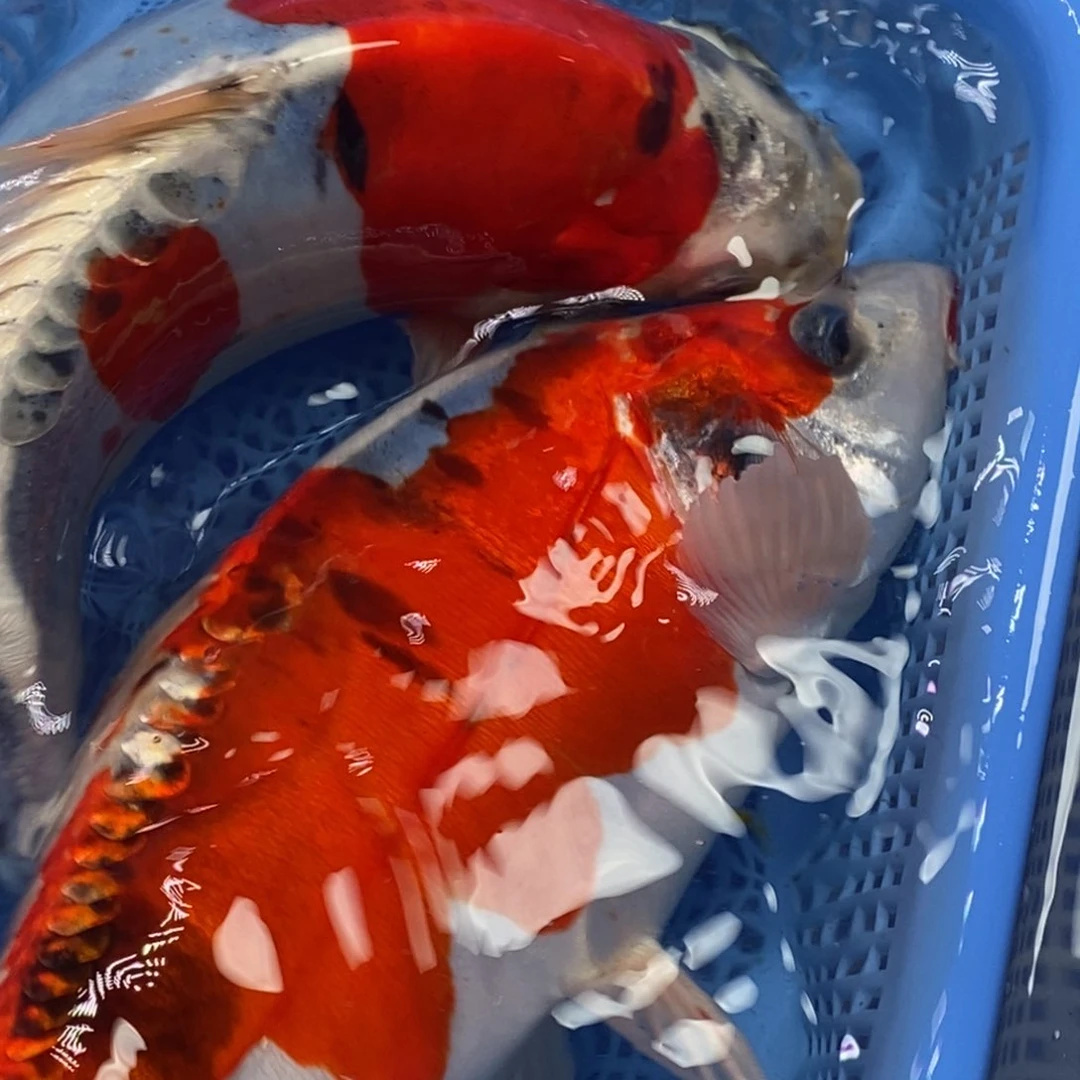 锦鲤冷水锦鲤包邮