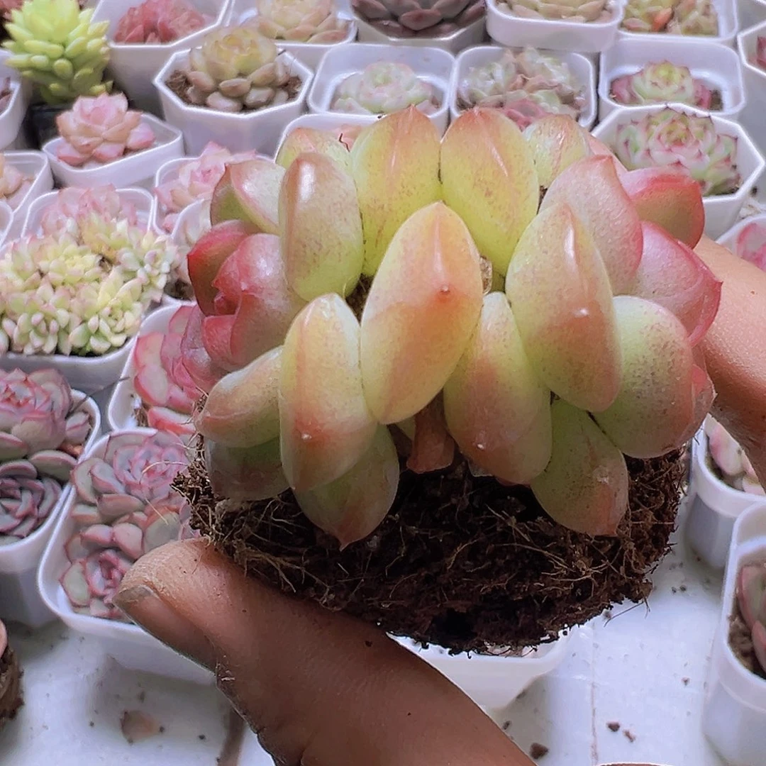 双头精品琴心19包邮