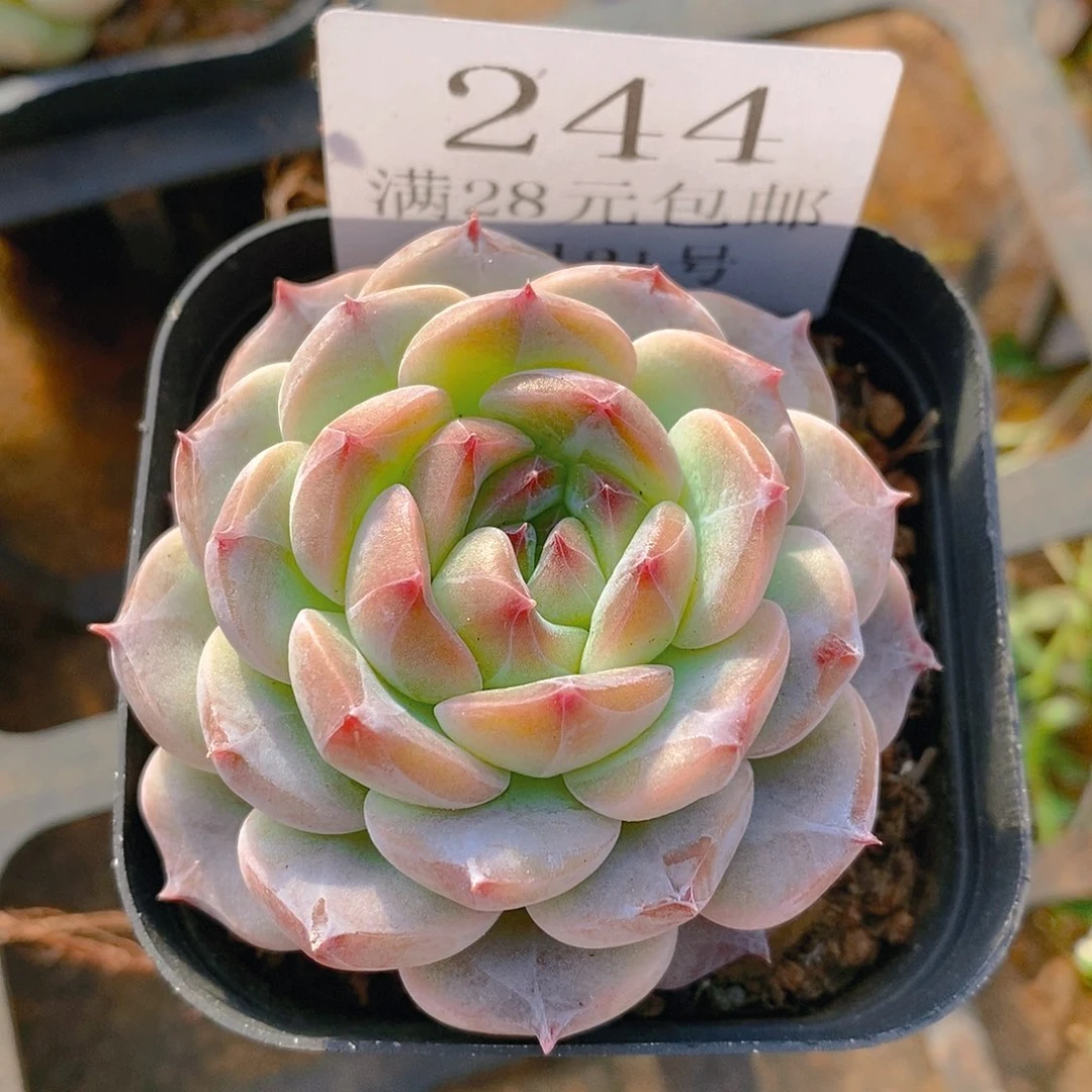 【闪购商品】云244