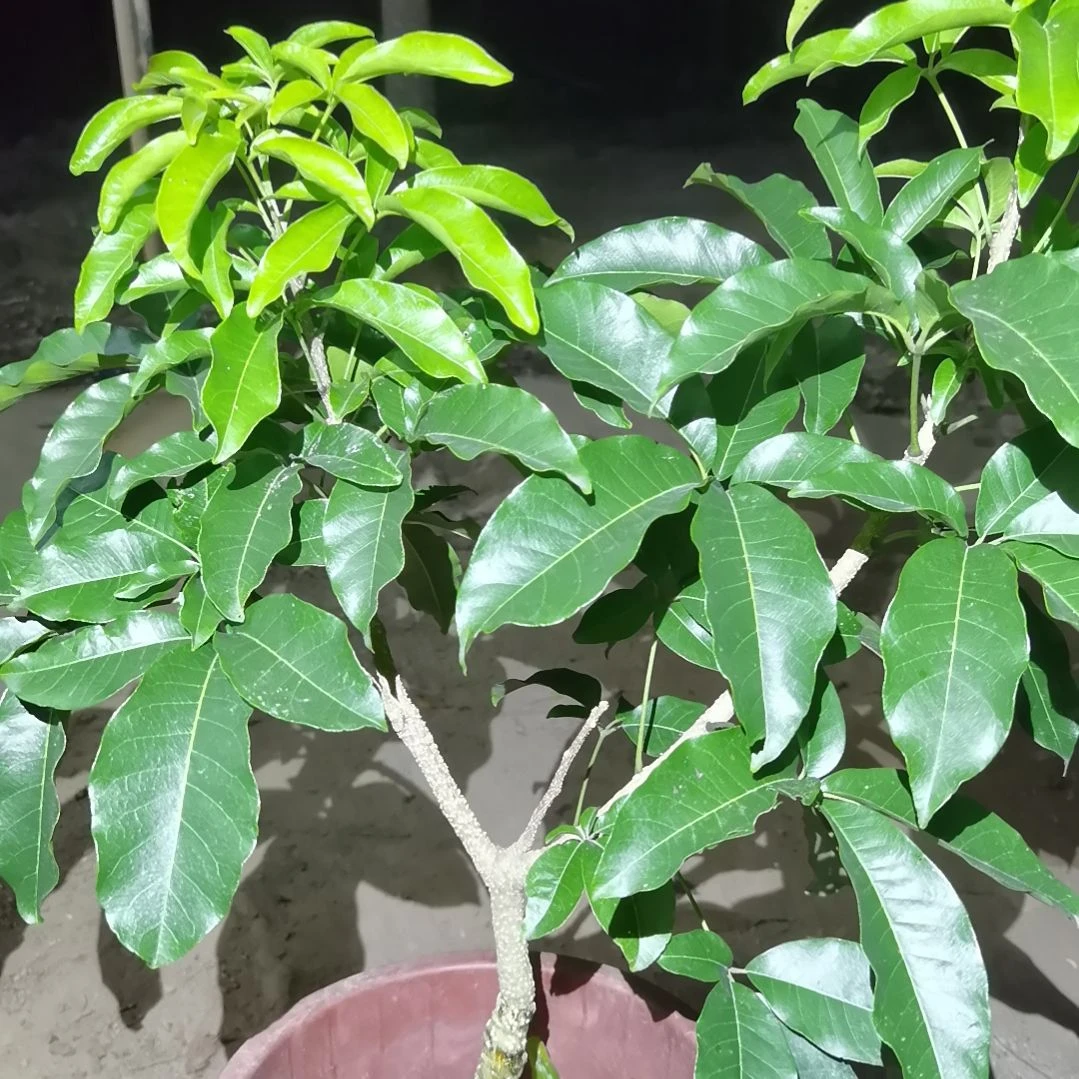 @***勤当前无花栽培后可以开花