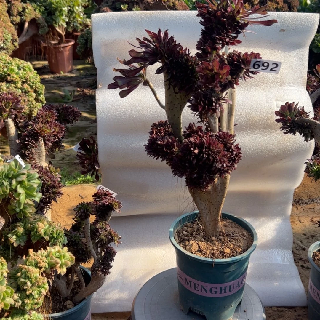 微瑕疵黑缀692高度42