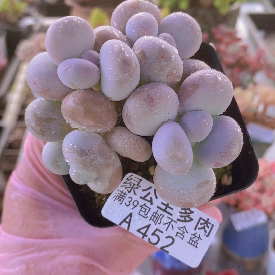 芭比奶洛有砍7cm452多肉植物