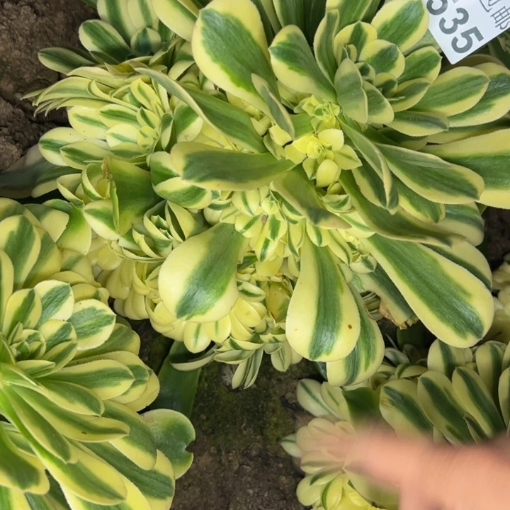 6535南辛尼亚多肉植物