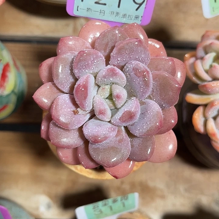 云尘多肉一物一拍 不含盆 1219,