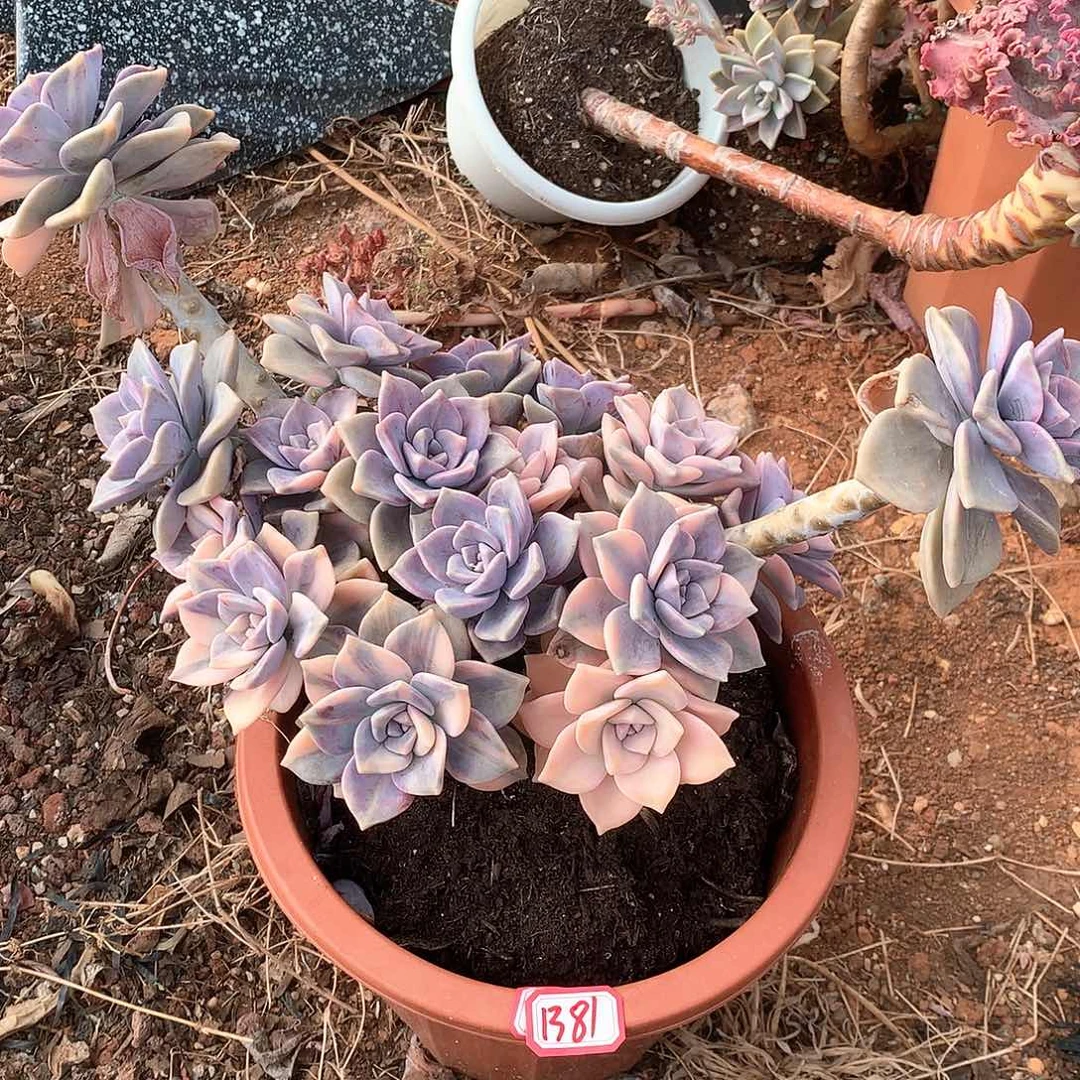 用****7紫乐锦1381晓晓一物一拍