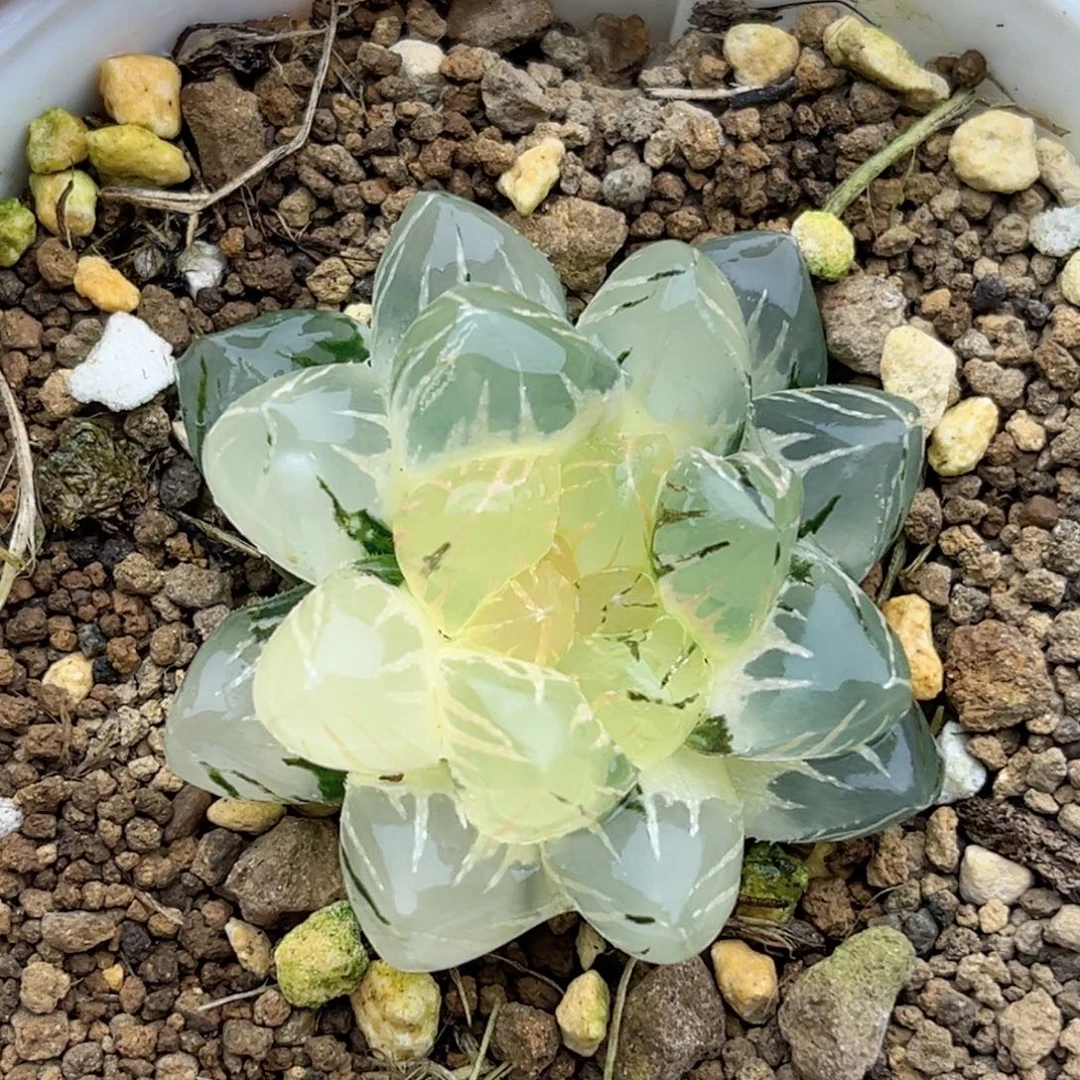 98om玉露锦福利专场
