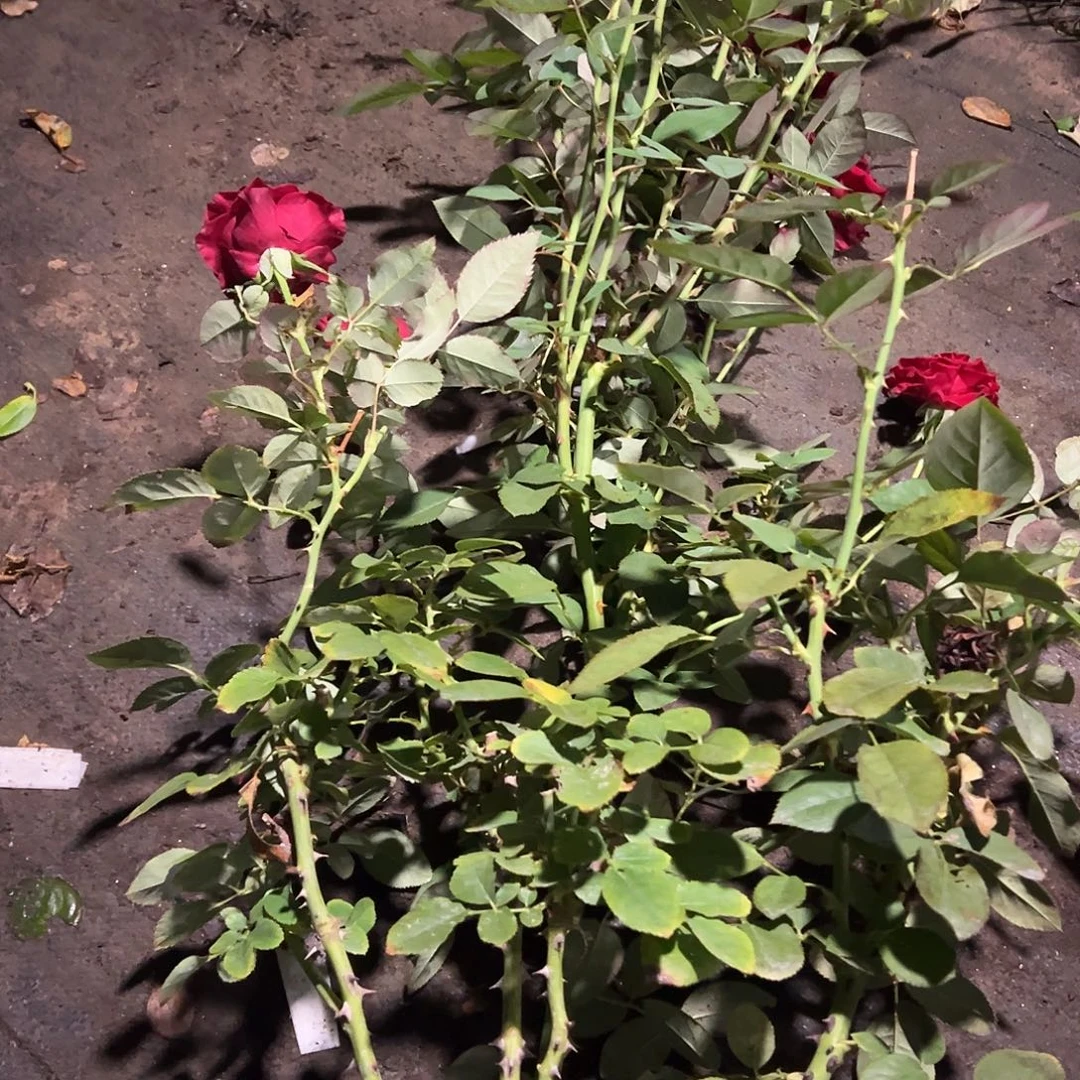 当前无花朵，栽培后可花朵一物一拍41号