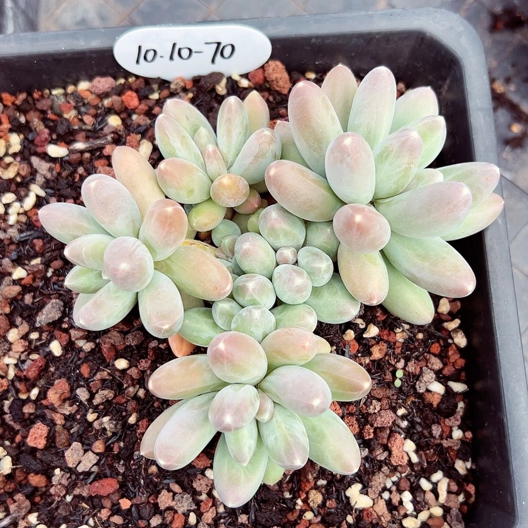 1010-70乌拉奶。。。。