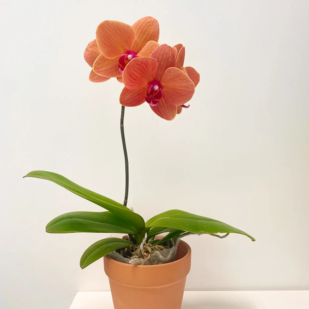 花花喜大王蝴蝶兰椪柑2.5寸杯根好苗壮叶子油绿【剪自然梗无花】