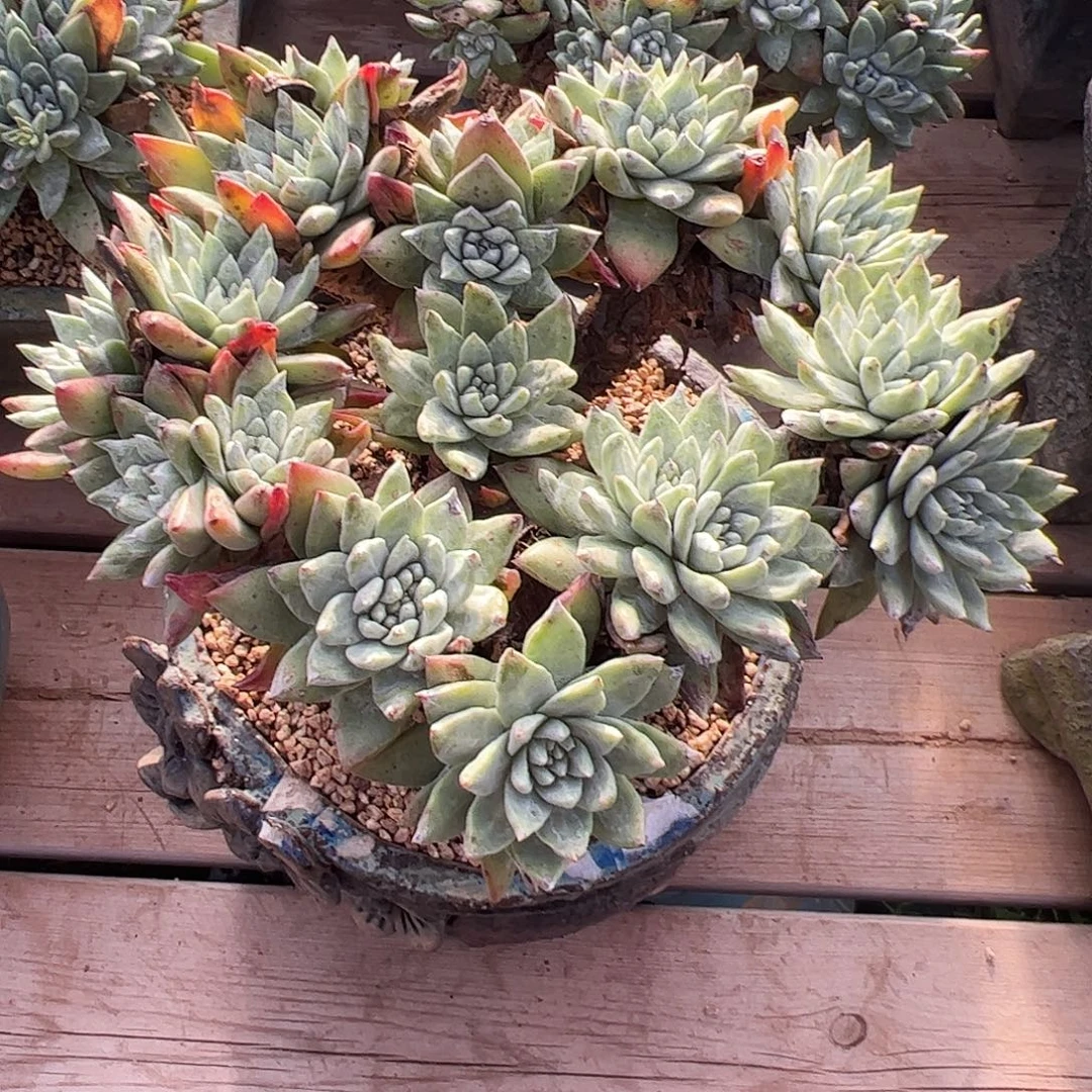 喵***姐4409法瑞白雪仙女杯