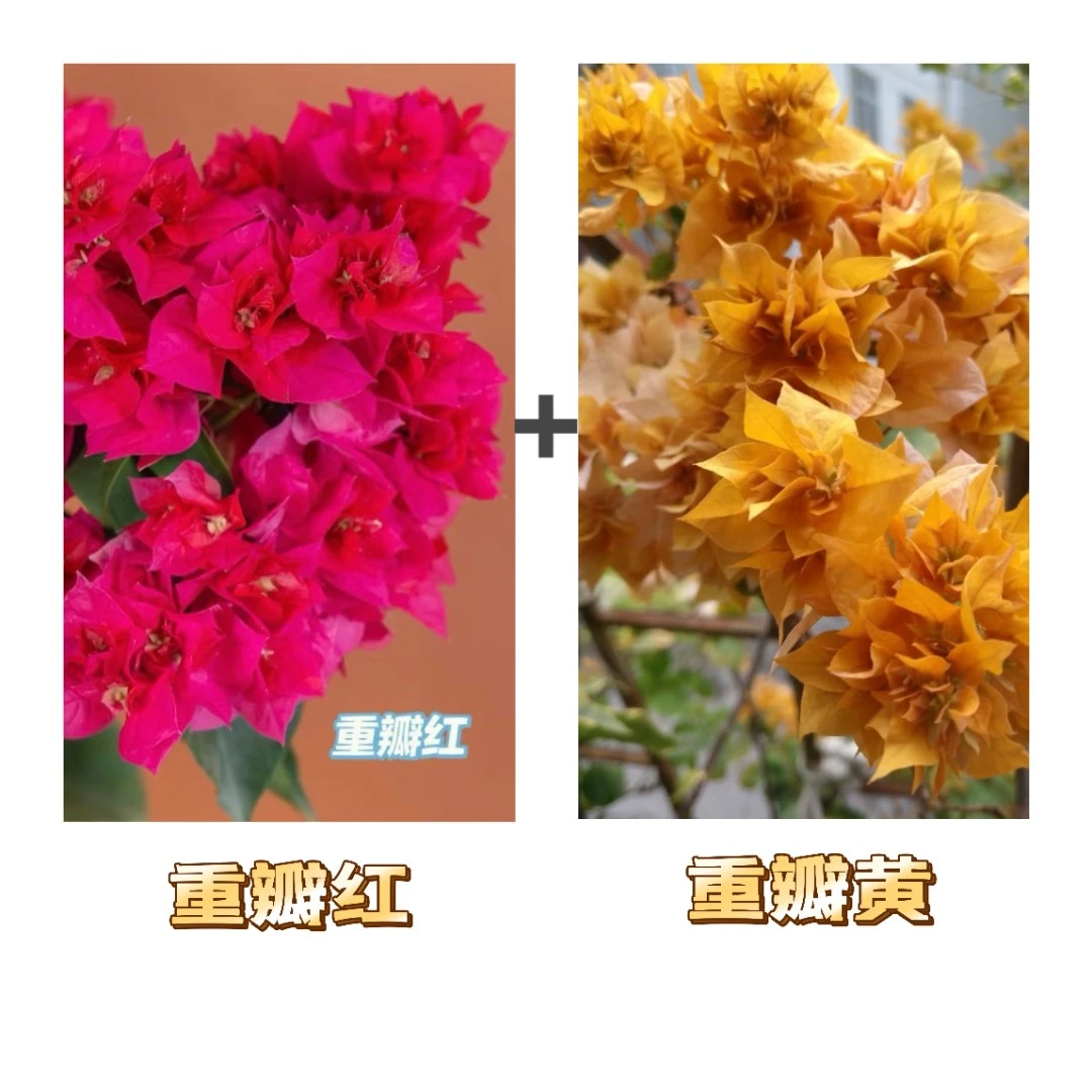 （重瓣红+重瓣黄）到手2颗  三角梅四季开花阳台庭院可养不带花