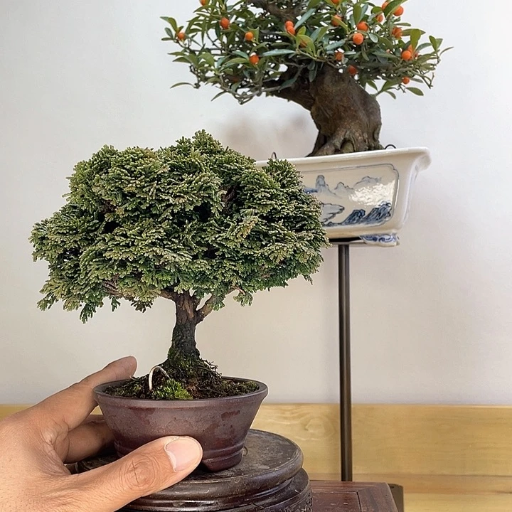 木本连山檜盆景盆栽