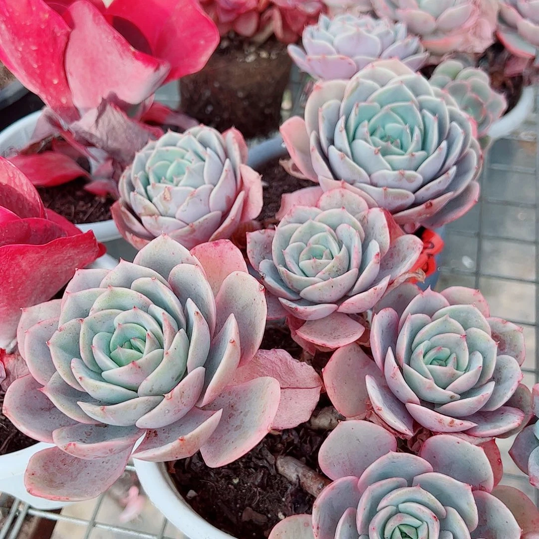 蓝色苍鹭多头群生精品