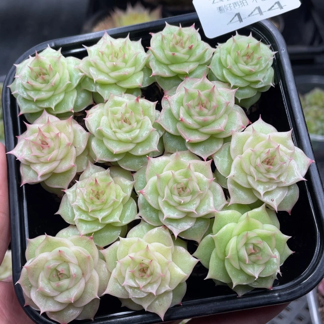 云糖心多肉植物444