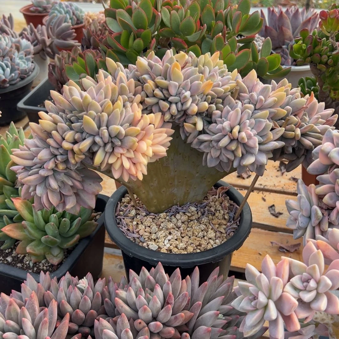 多肉大淡雪缀【非偏远地区满18包邮】