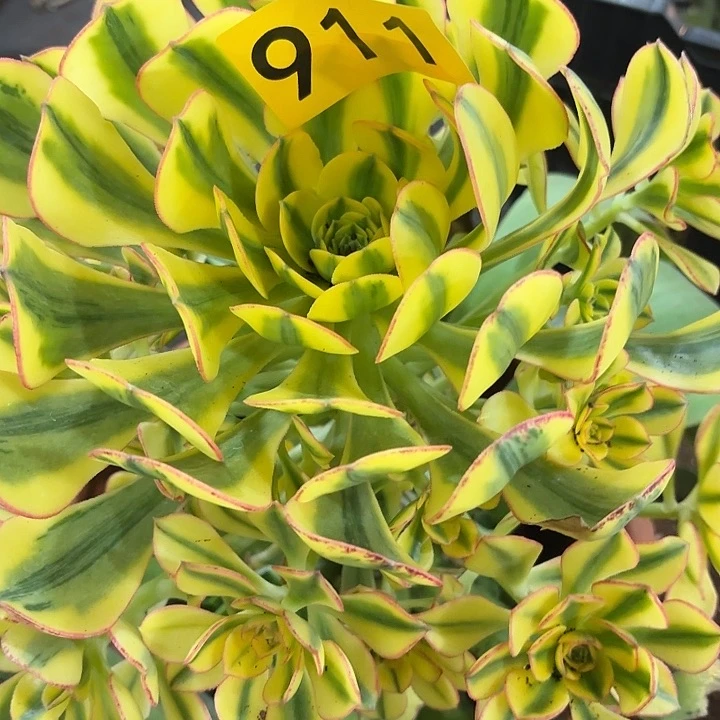 平*叔多肉植物太阳神911