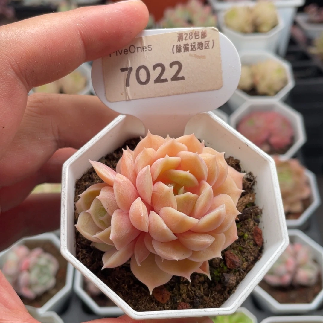 昂斯诺7022-5.5厘米
