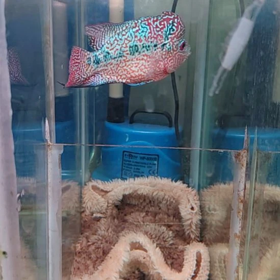 罗汉鱼111111$$111111