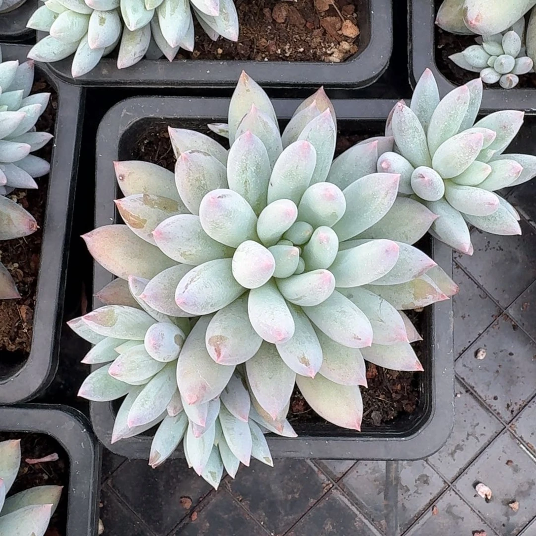 从前慢多肉编号所罗门