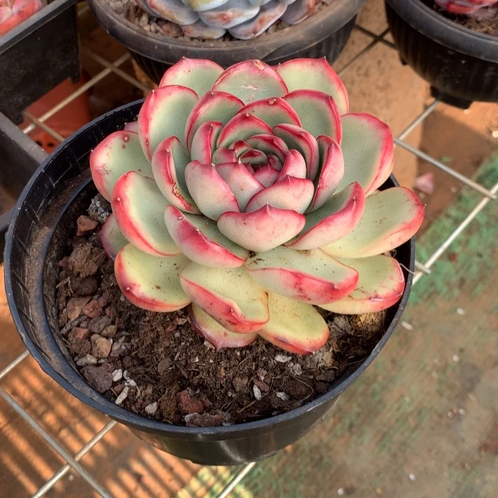 超大花田错多肉植物两单包邮