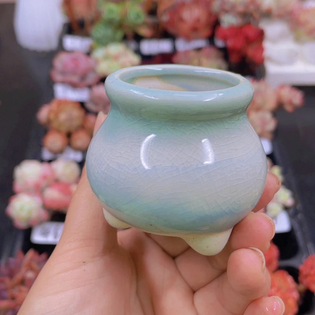 多肉无土栽培多肉植物