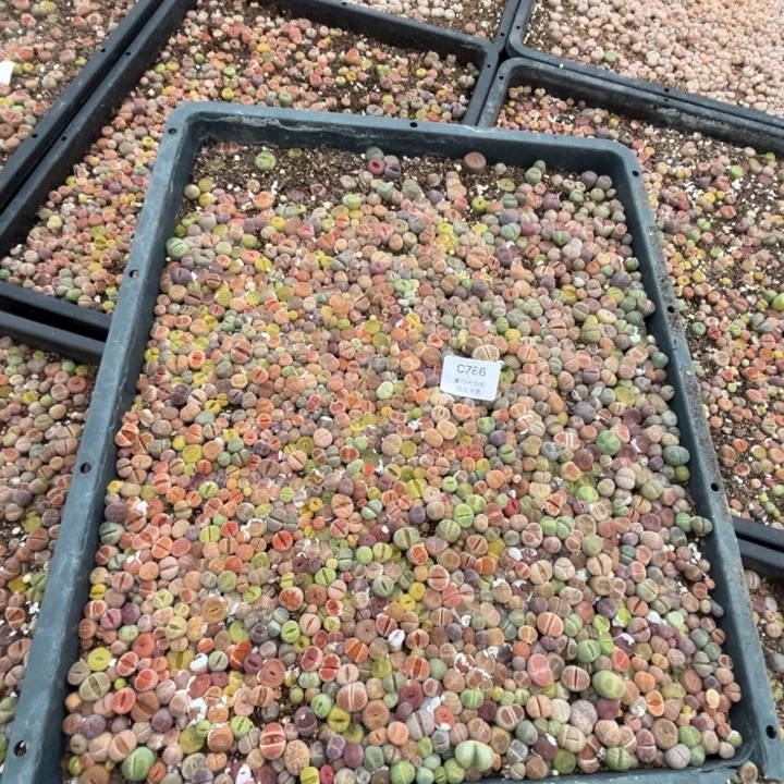 786带盆发货多肉