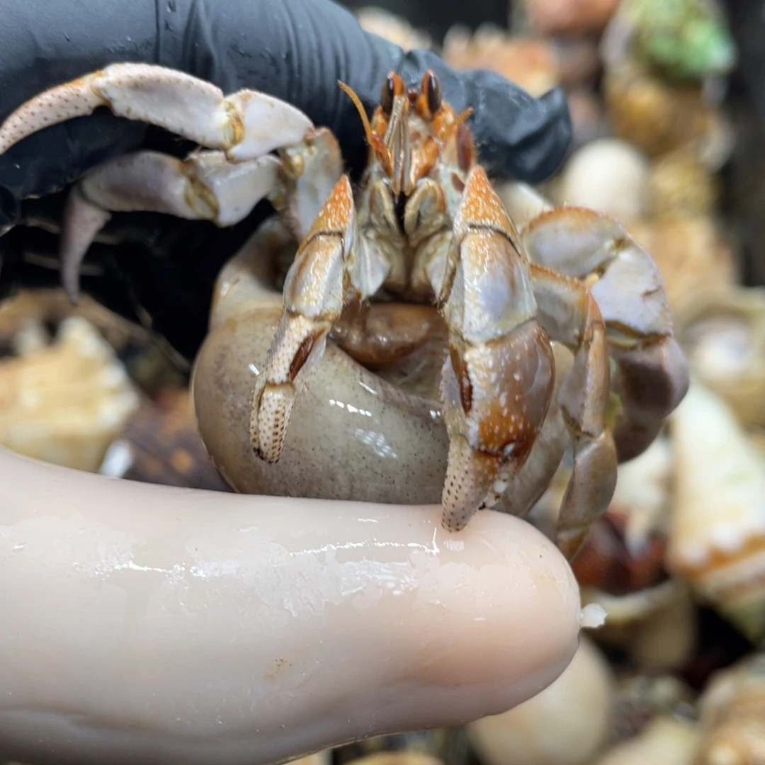 不退不换活体宠物23