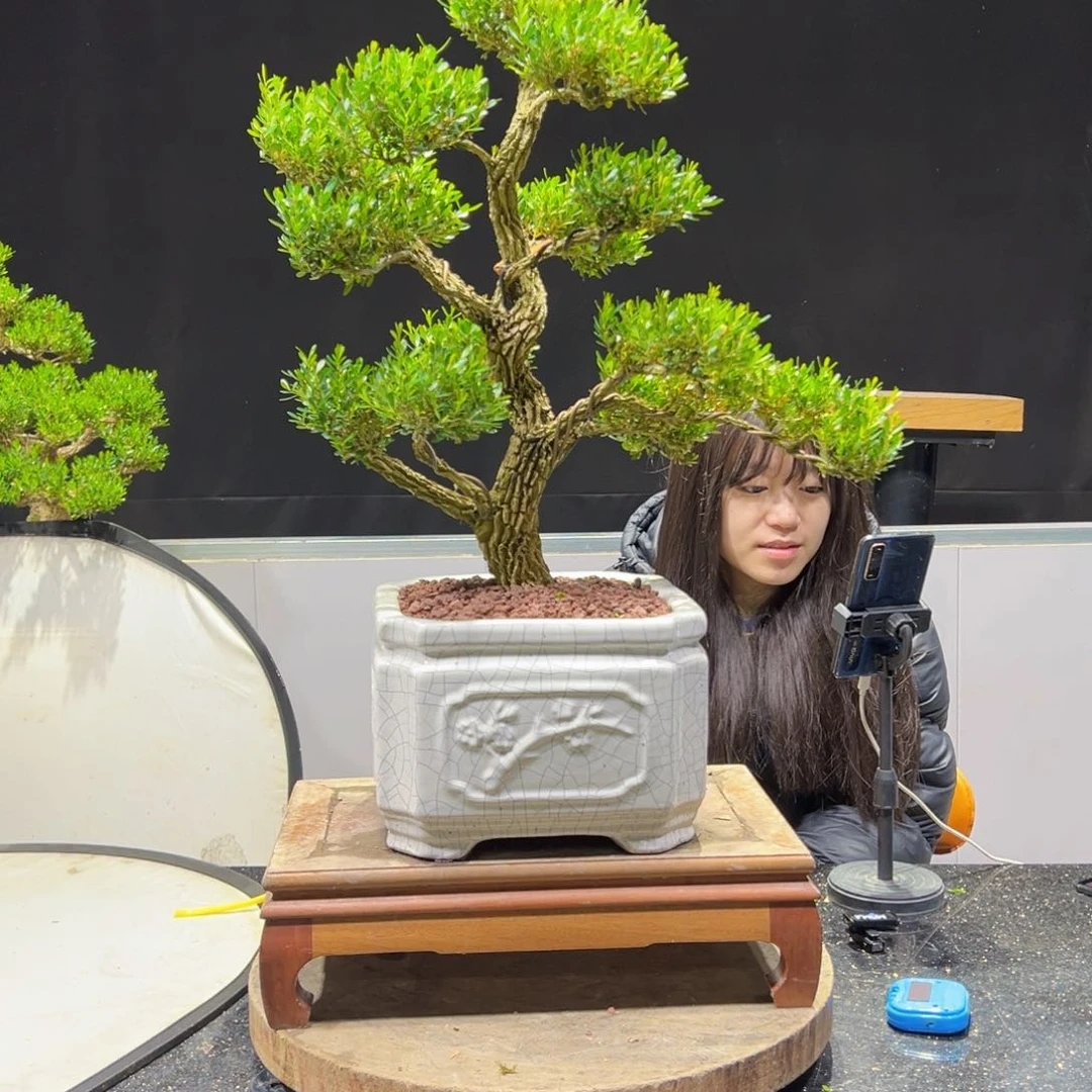 黄杨盆景老桩四季长青