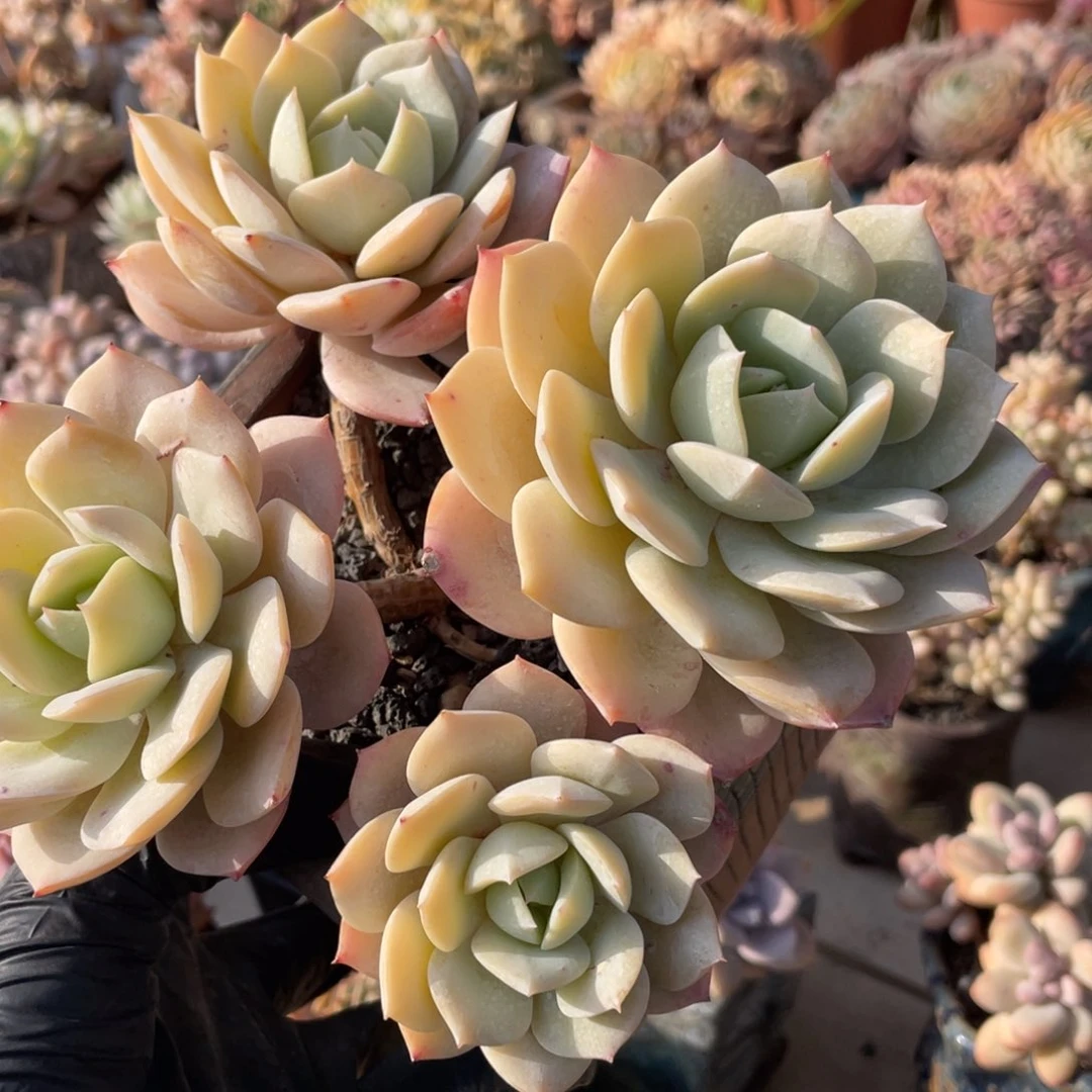 恋曲老庄五十八包邮