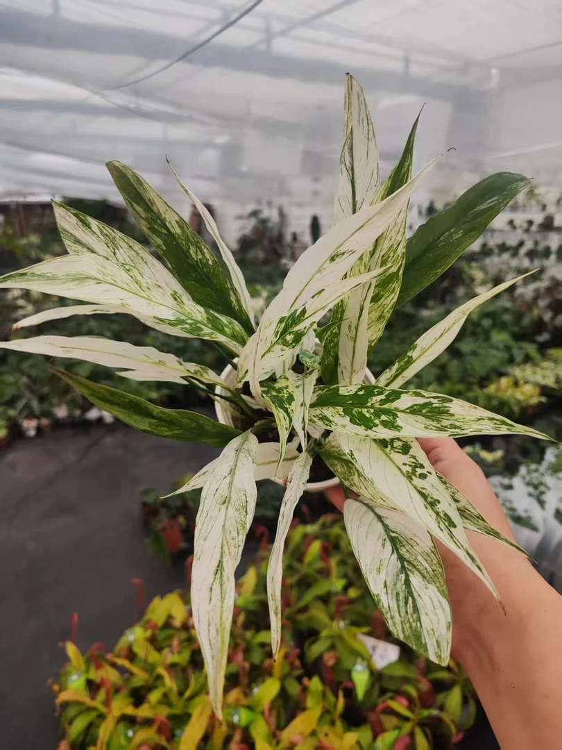 白掌毕加索盆栽室内桌面绿植四季常青吸甲醛花卉土培