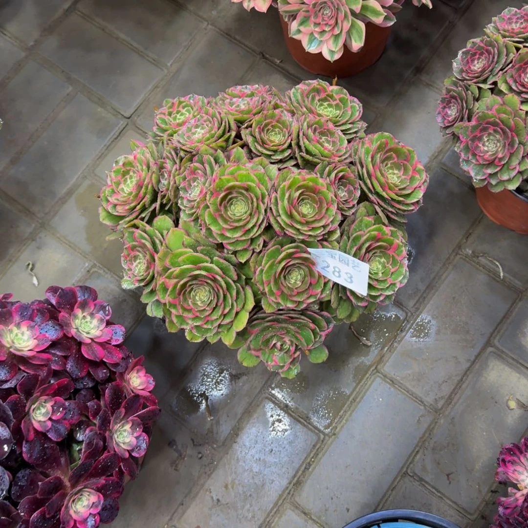 海***上多肉植物283粉花妖