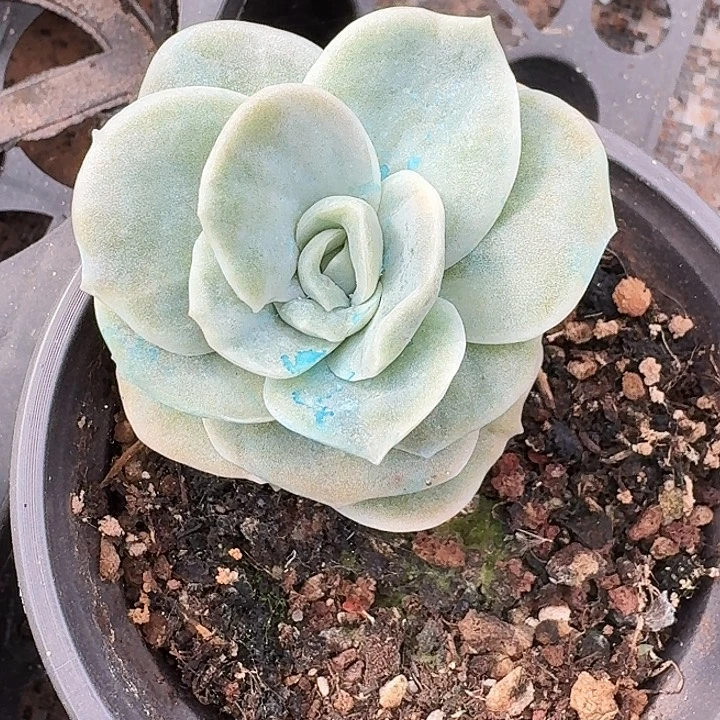 可爱玫瑰一物一拍