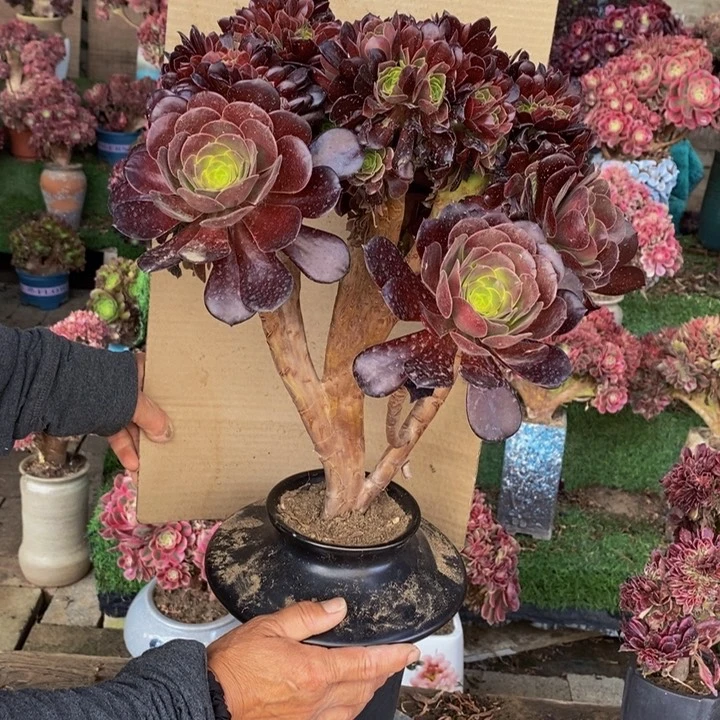 欧紫缀化多肉1颗