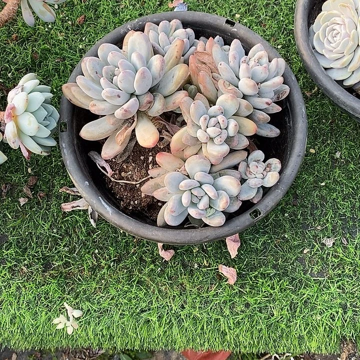 整群无坎多头群生香水