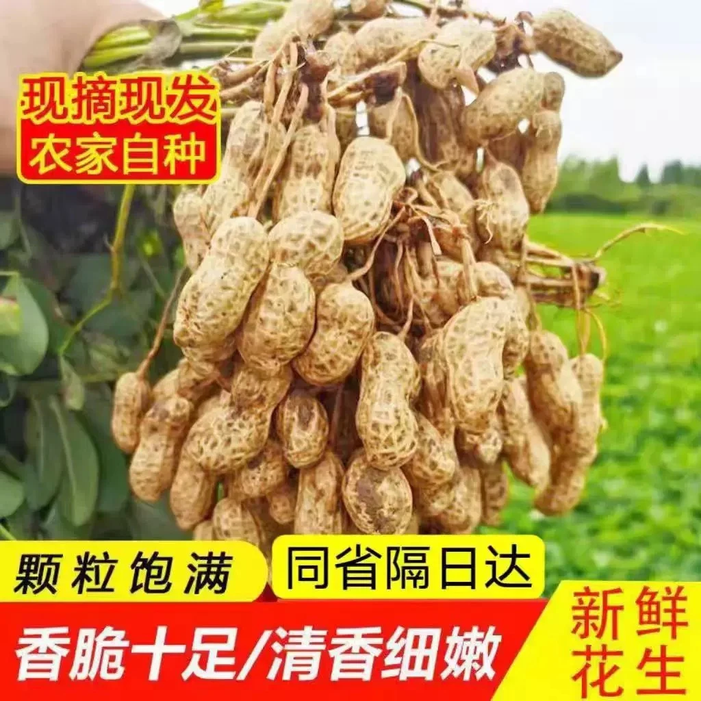 【现挖现发】河南鲜花生  农家自种新鲜湿花生