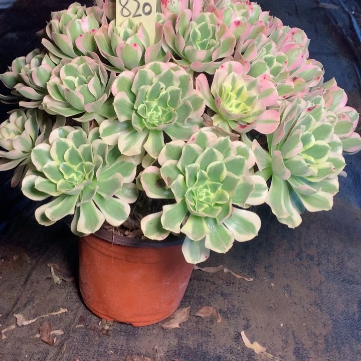 佬**饨820白凤多肉一物一拍