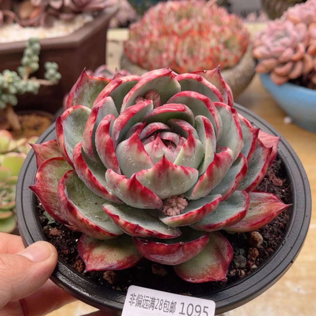 【闪购商品】1095惊鸿仙子