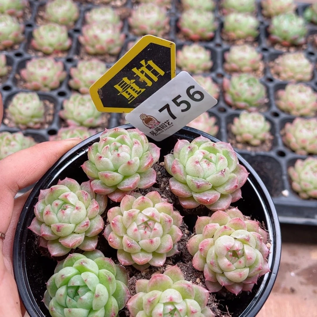 多肉植物多肉植物