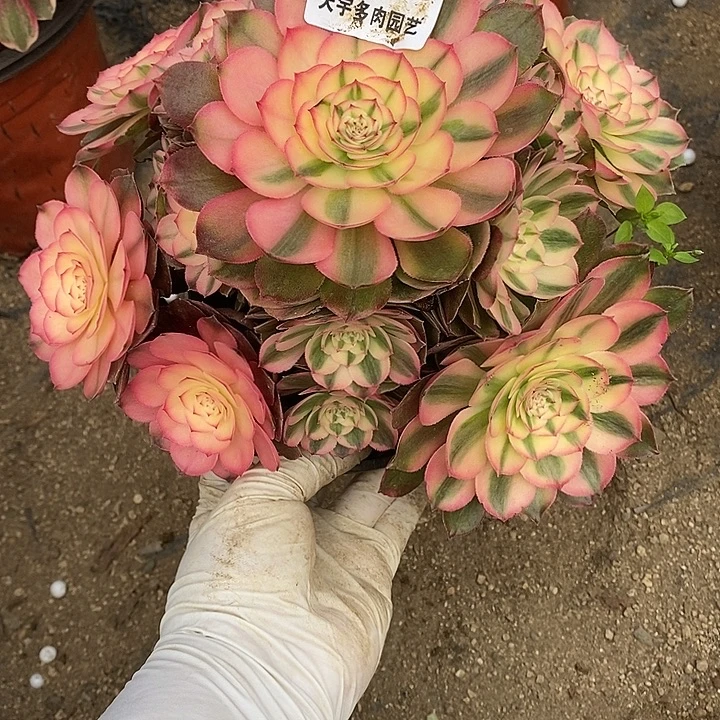多肉植物荔枝916多肉