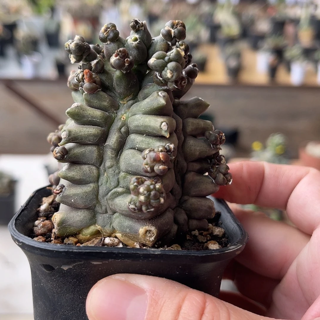 实生翡翠塔一物一拍