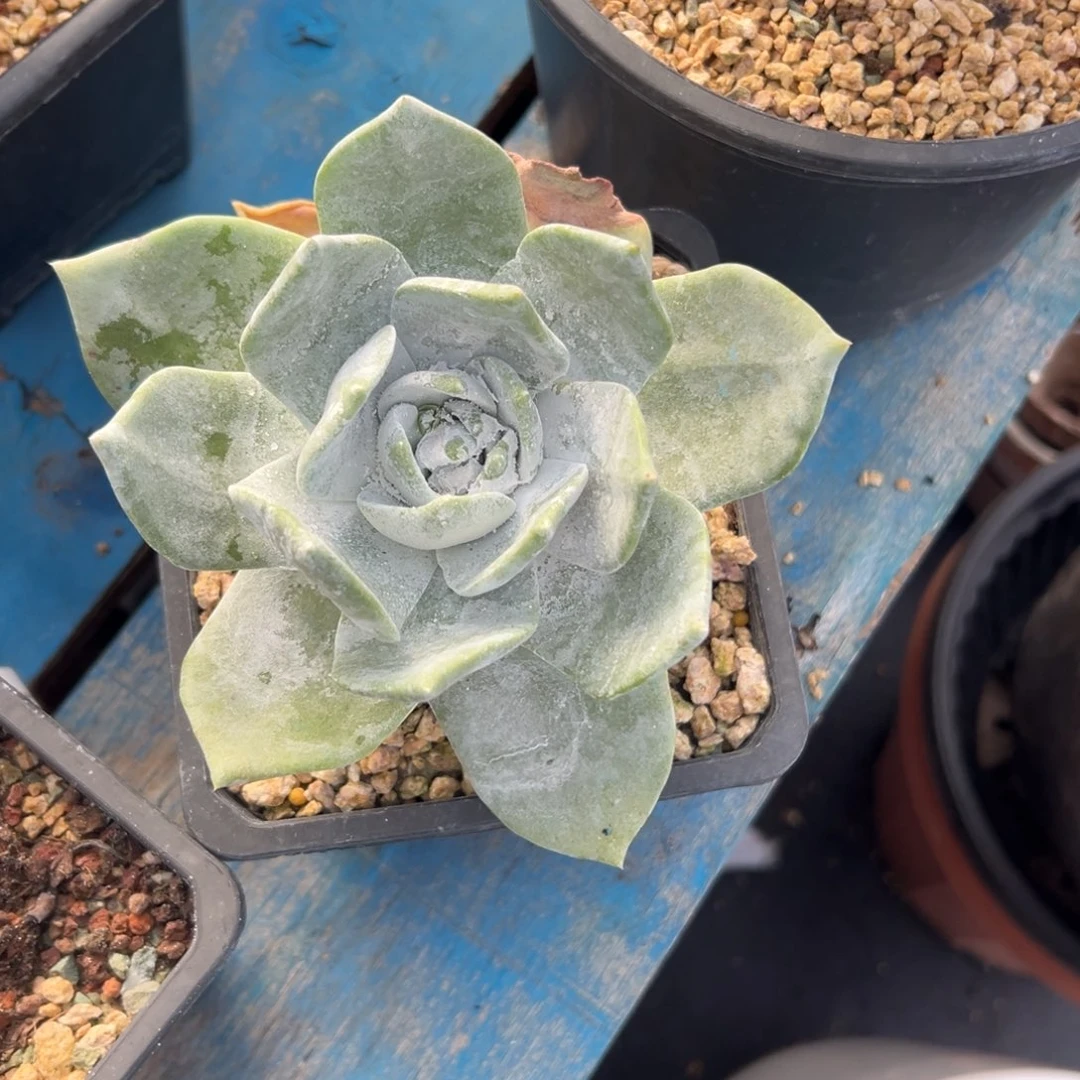 西***手谢谢宝～一物体上2589