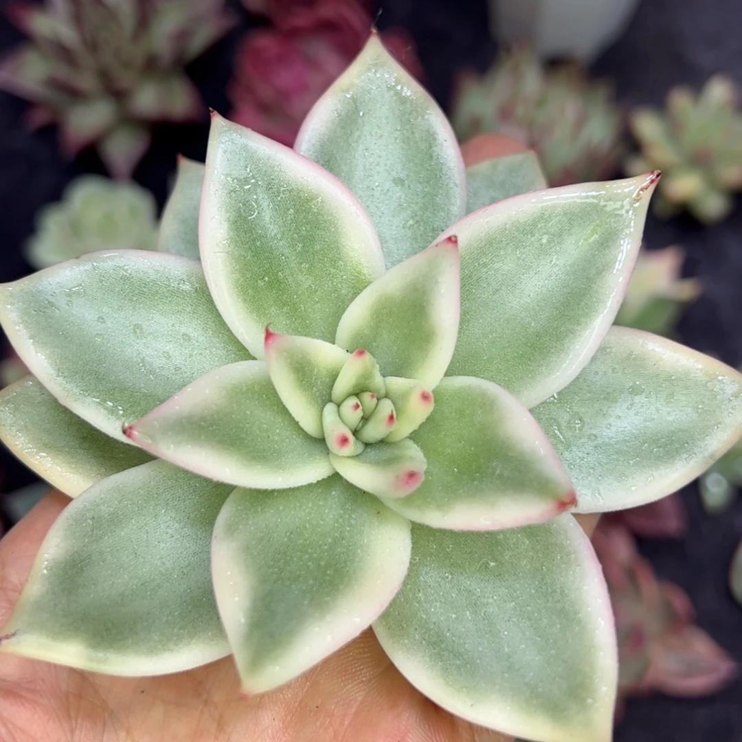 东云锦，多肉植物组合