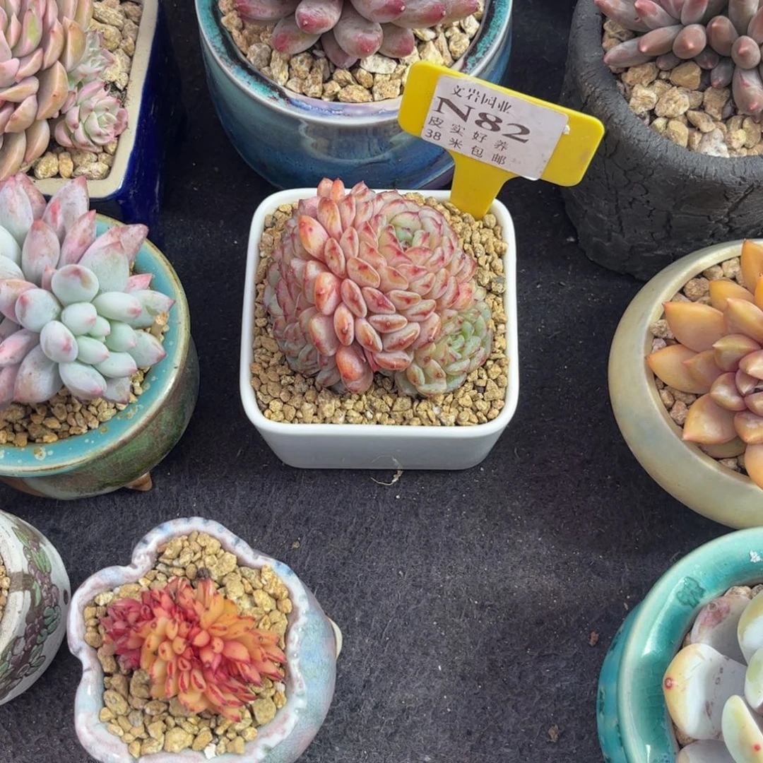 每****心多肉植物1111白胖子1111