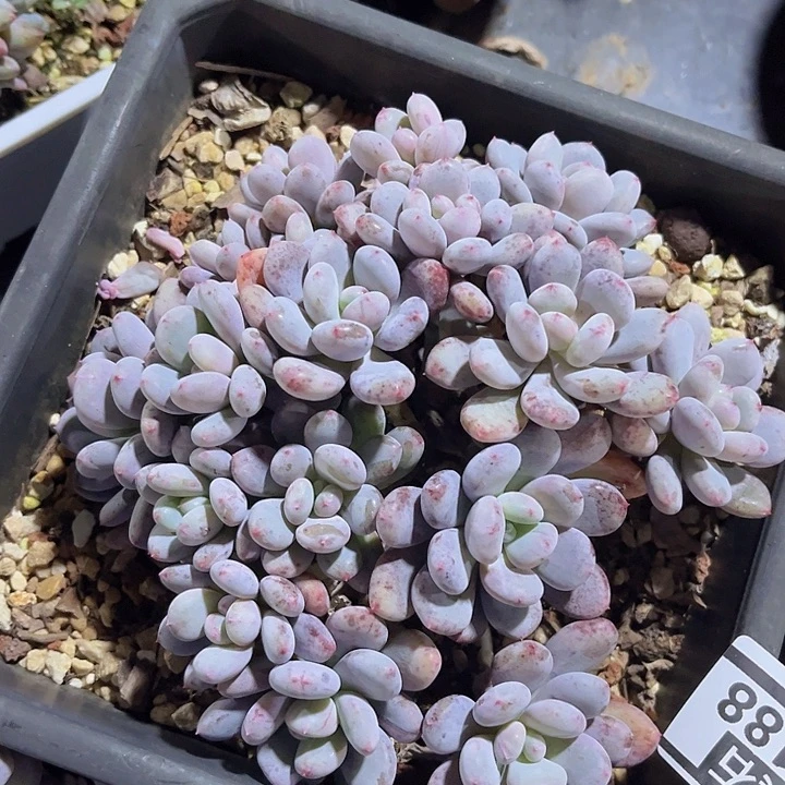 香香雪25188多肉植物