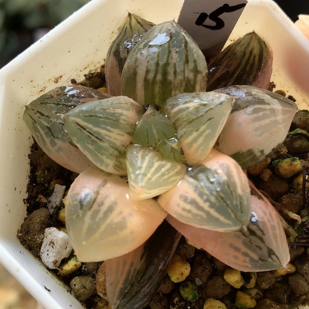 玉潭寿锦带人土olll