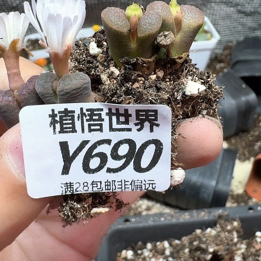 多肉植物的润泽地fg