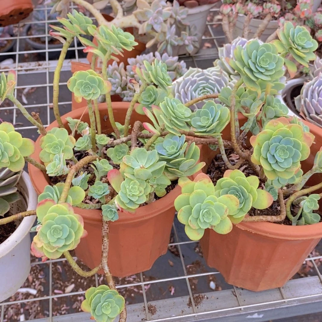 圆叶薄化妆多头群生老桩