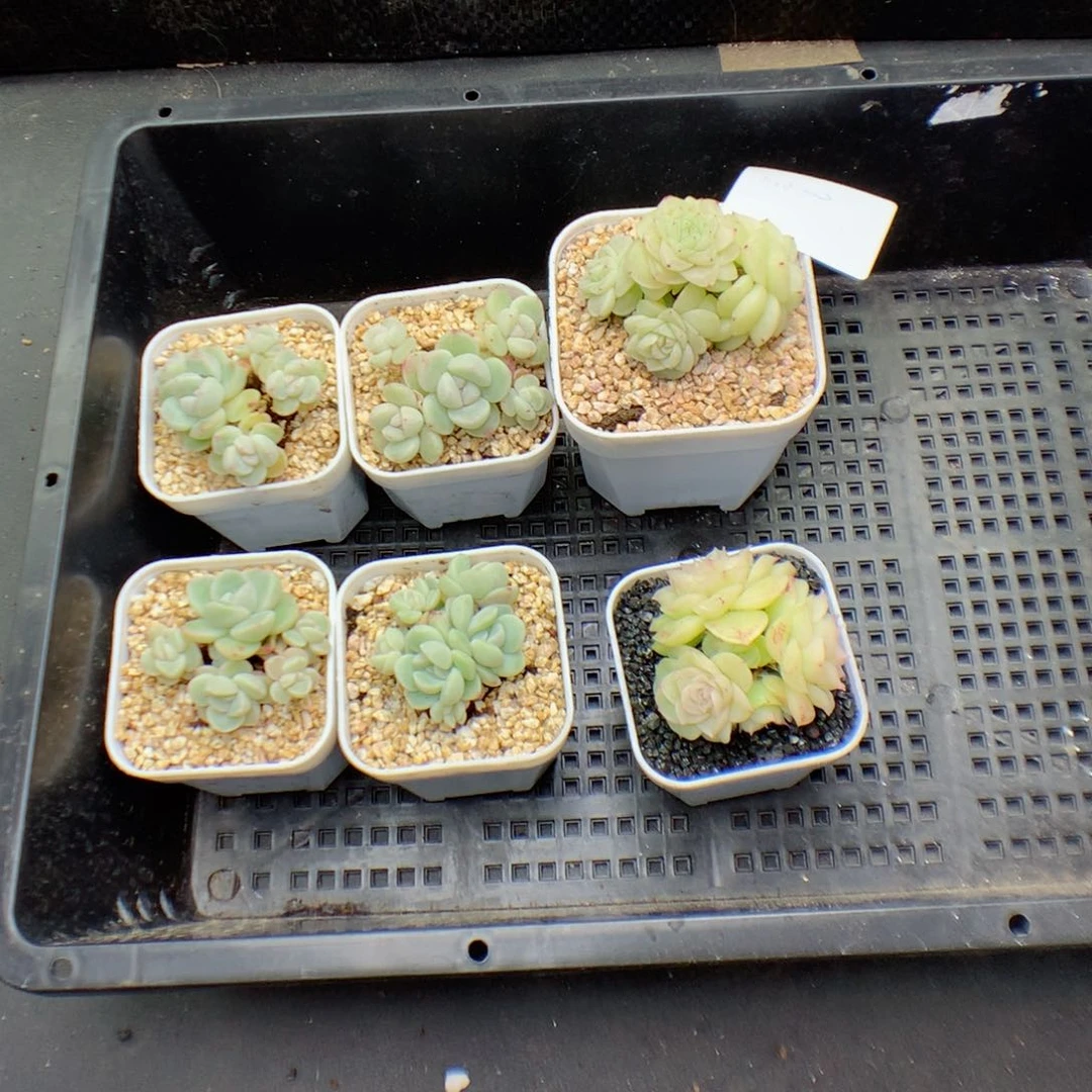 无**默多肉植物。冰玉麦秆